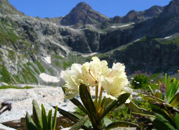 დეკას ჩაი