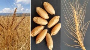 დოლის ფქვილი