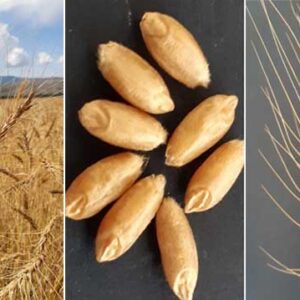 დოლის ფქვილი