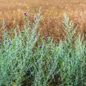 ჭიების საწინააღმდეგო ბალახი