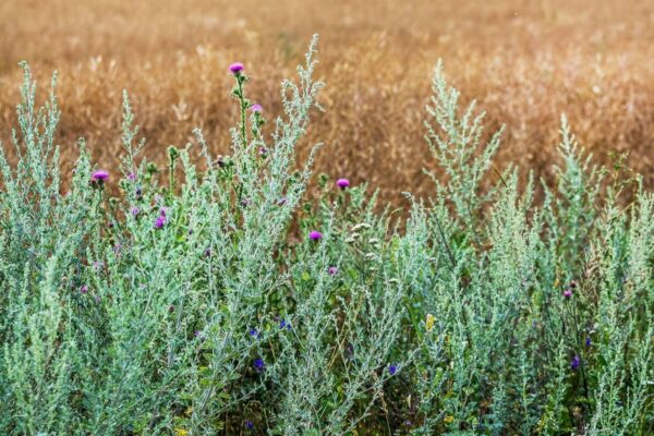 მწარე აბზინდას ბალახი