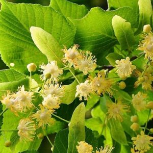 გაციების საწინააღმდეგო მცენარე