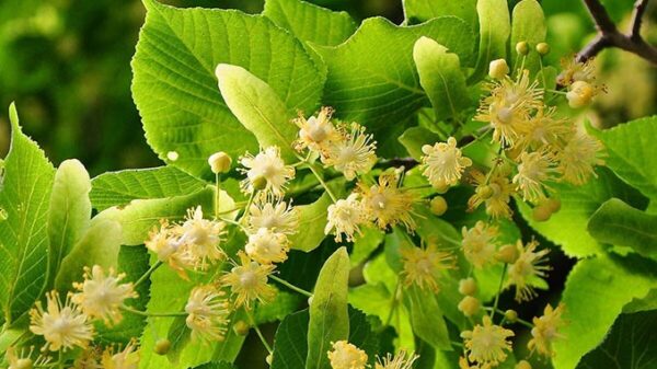 ცაცხვის ყვავილი