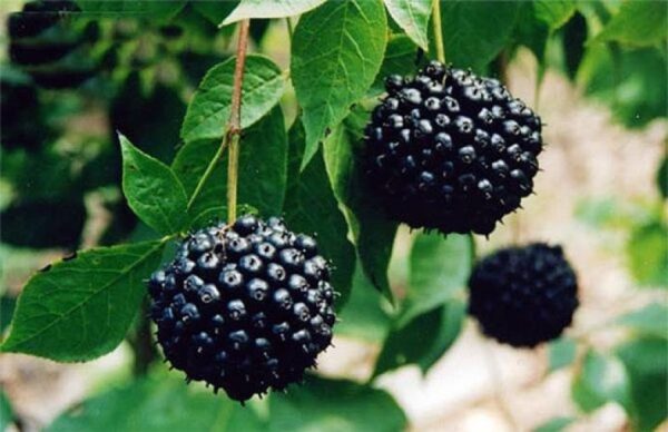 ელეუტეროკოკის ფესვი