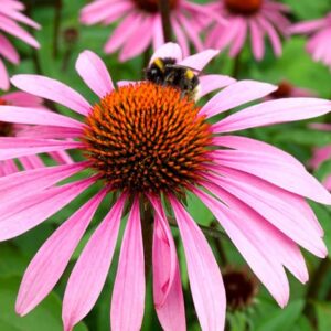 იმუნიტეტის ამაღლება