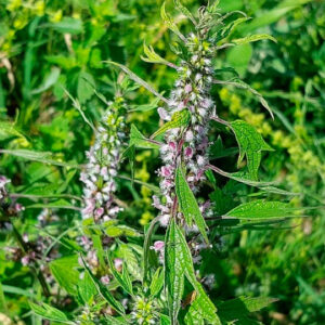 გულის ბალახი