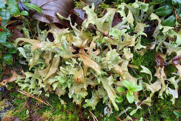 ისლანდიური ხავსი