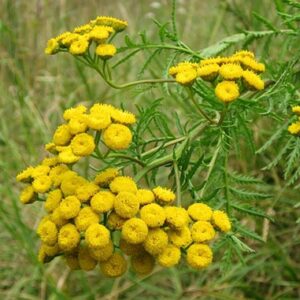 ასფურცელა