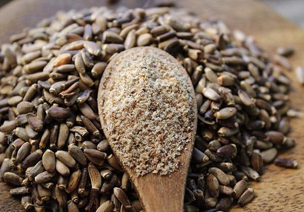 ბაყაყურას თესლი