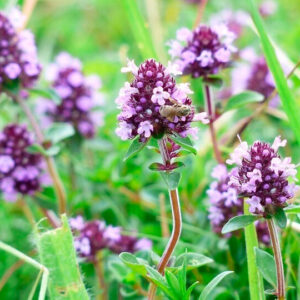 ველური ქონდარი