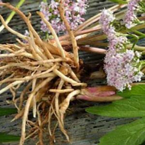 კატაბალახას ფესვები