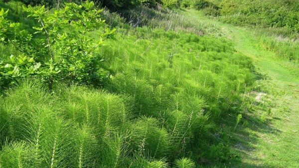 მინდვრის შვიტას ბალახი