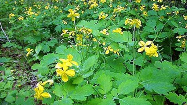 ქრისტესისხლას ბალახი