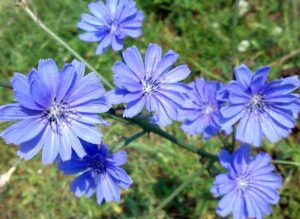 ვარდკაჭაჭა