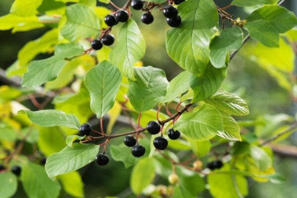 ხეჭრელას ქერქი